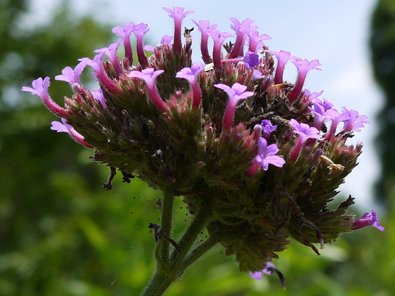 Cynoglossum amabile