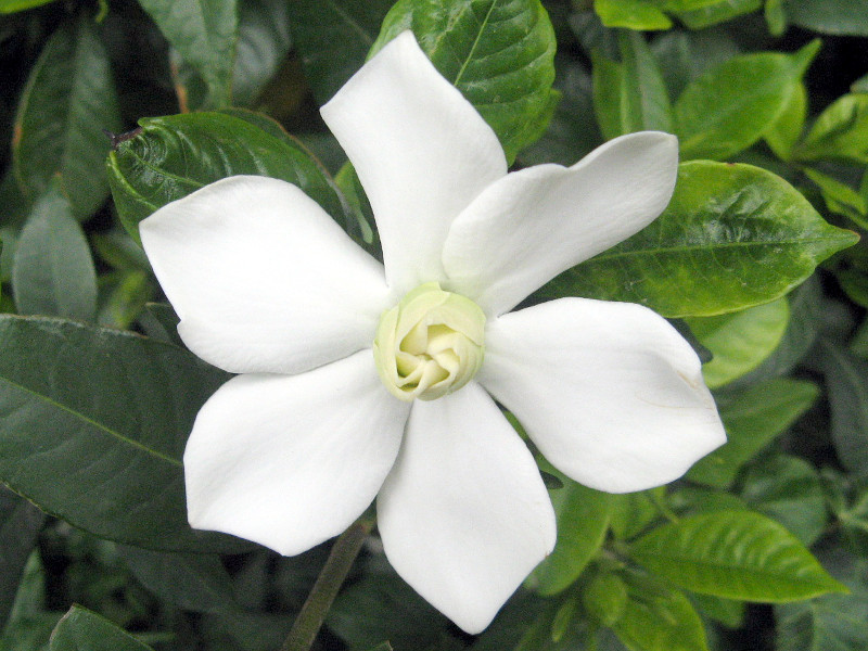 The Dwarf Gardenia