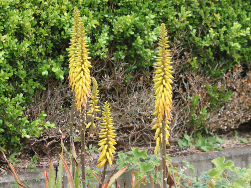 Aloe vera