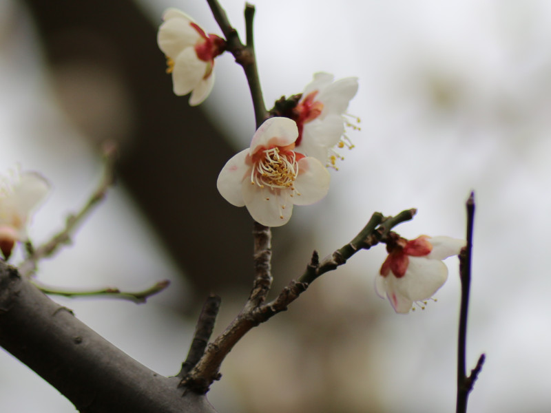 Prunus mume  'Suigetsu'