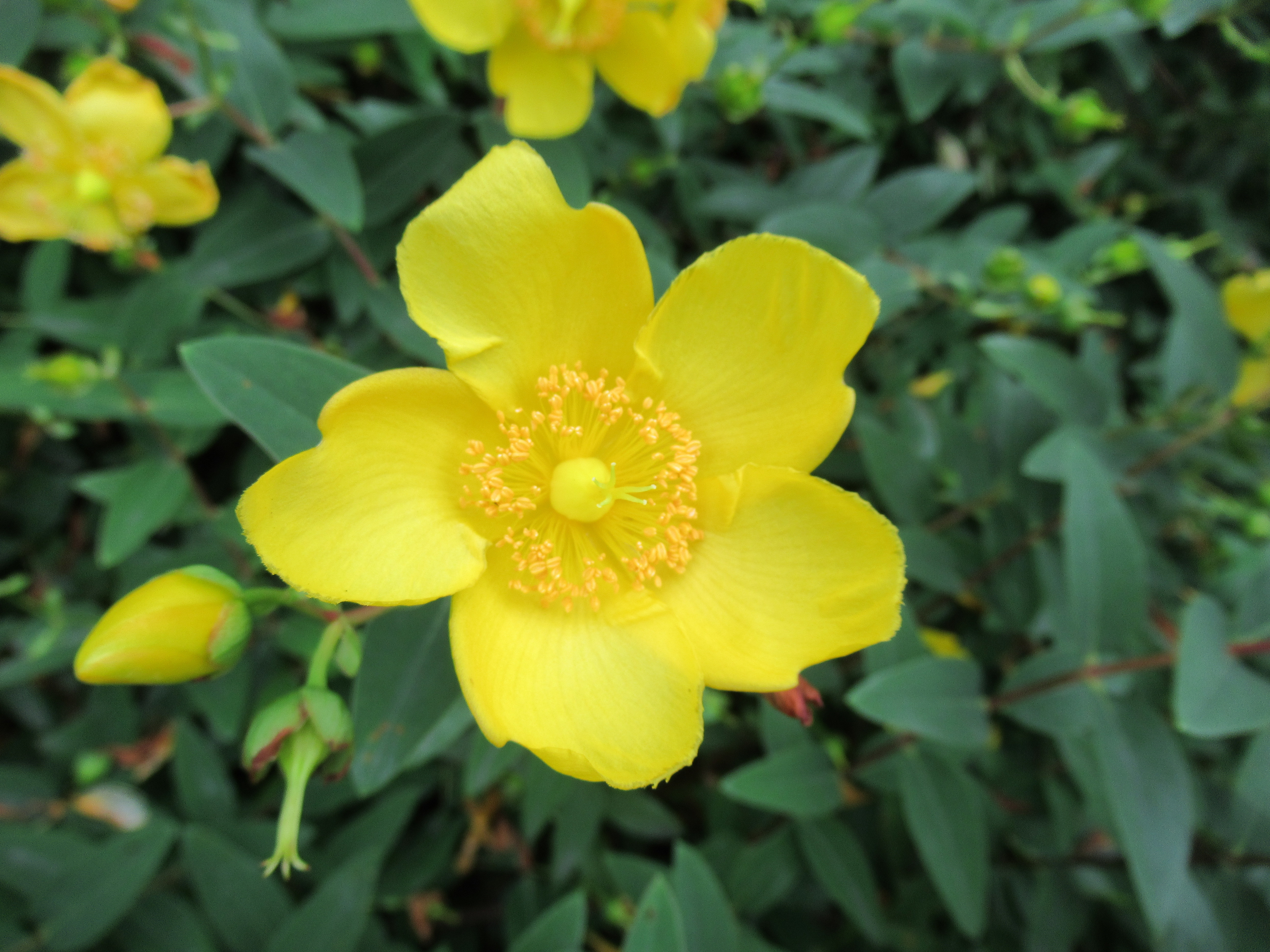 ヒペリカム ヒドコート Hypericum Patulum Cv Hidcote かぎけん花図鑑