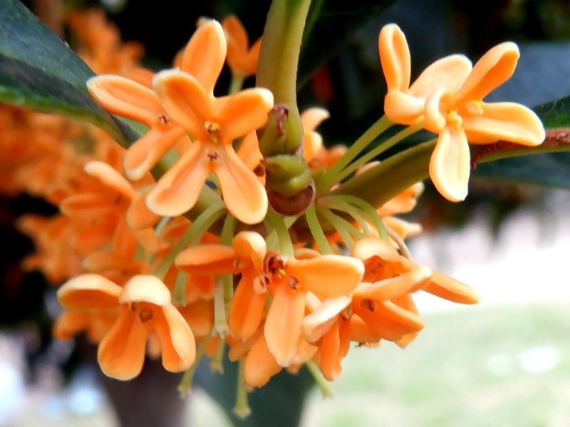 丹桂 Osmanthus Fragrans Var Aurantiacus 科技研花图画书