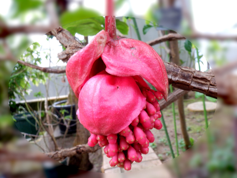 Medinilla magnifica