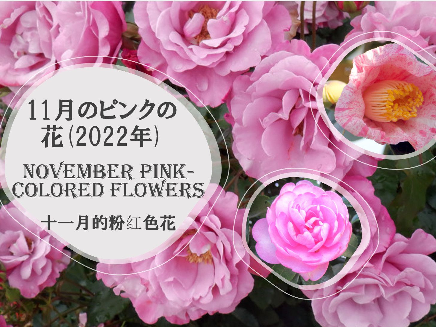 11月のピンクの花