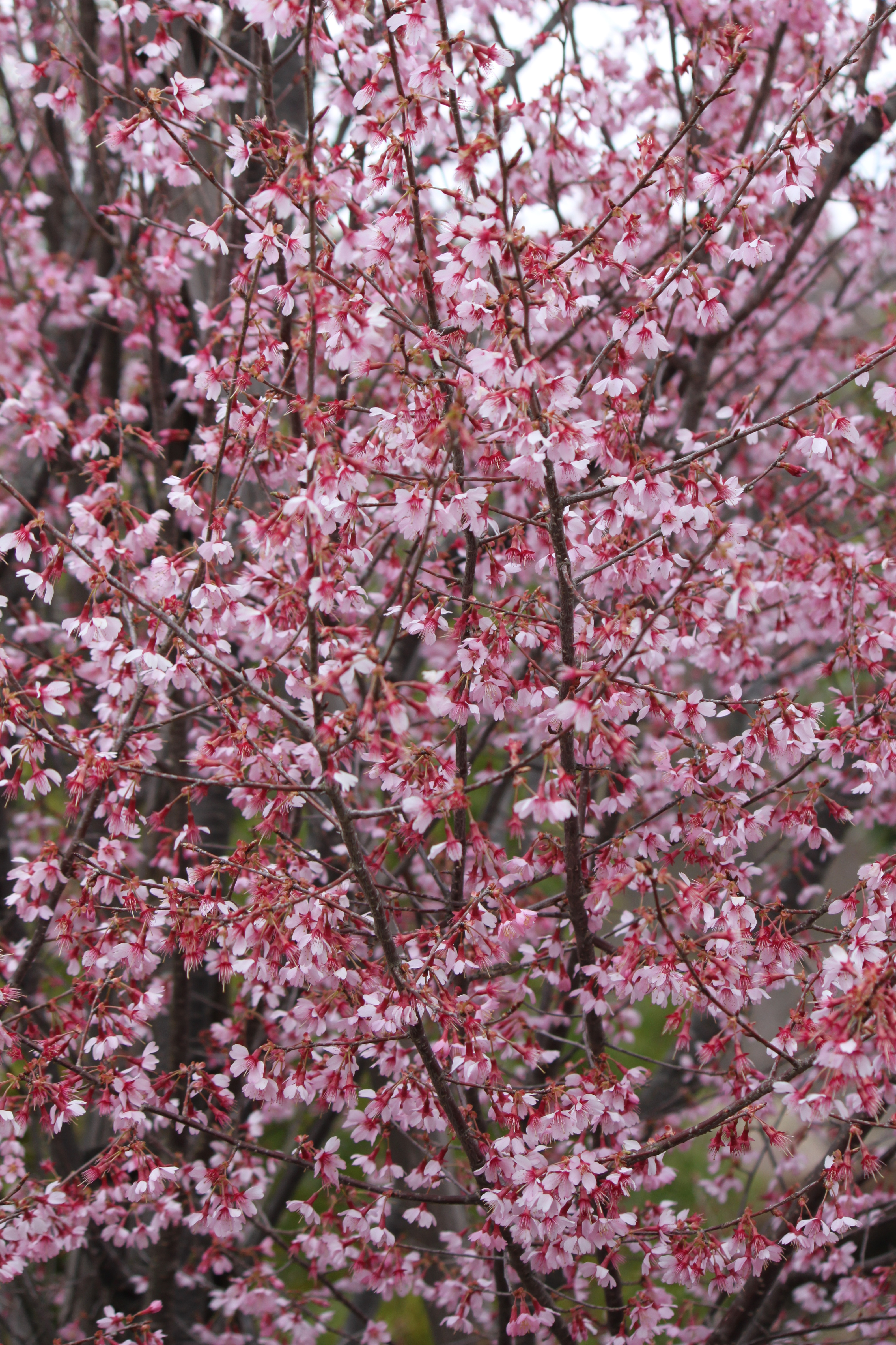 Okame-zakura