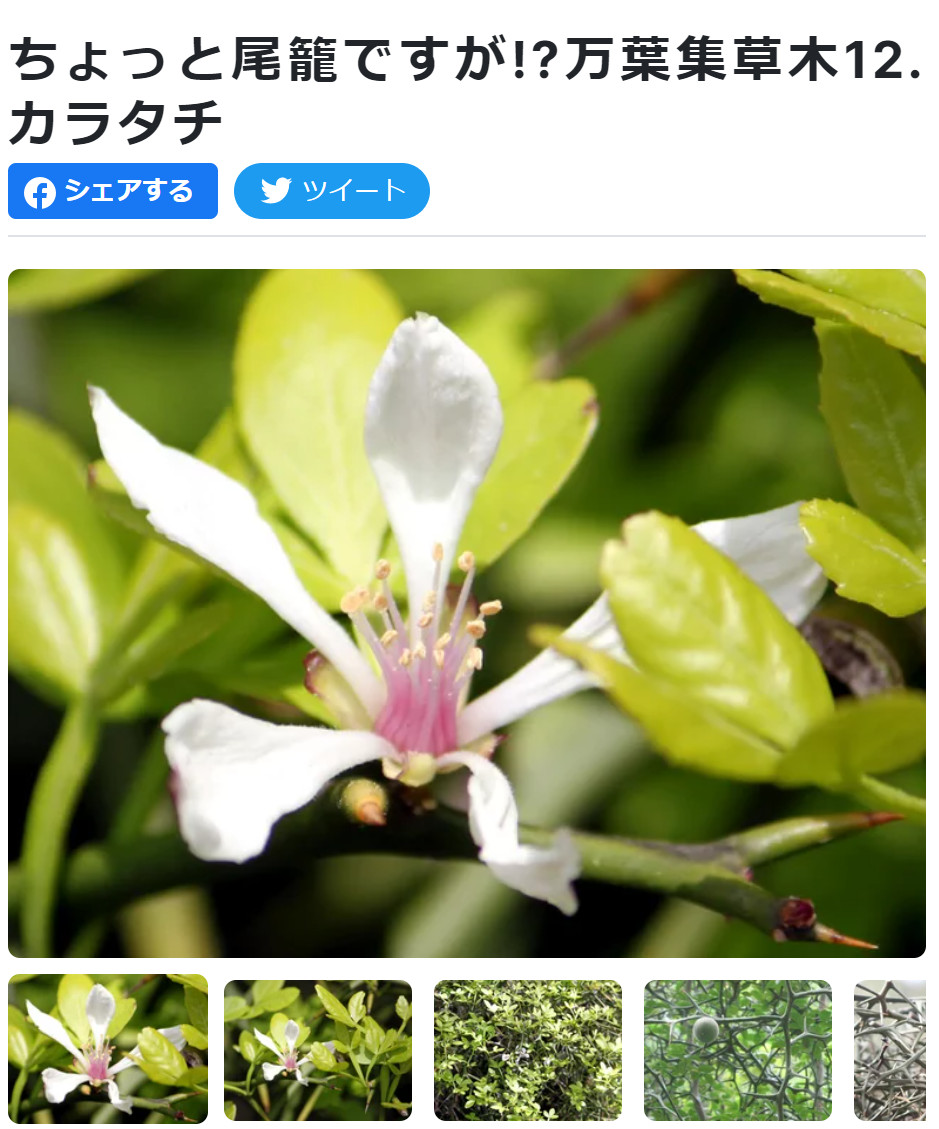 花日記「万葉集の草木シリーズ」