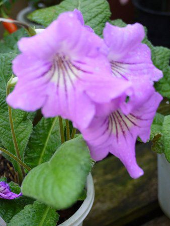 Streptocarpus