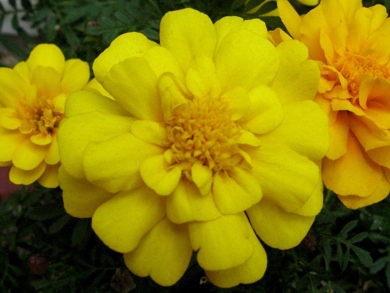 French marigold