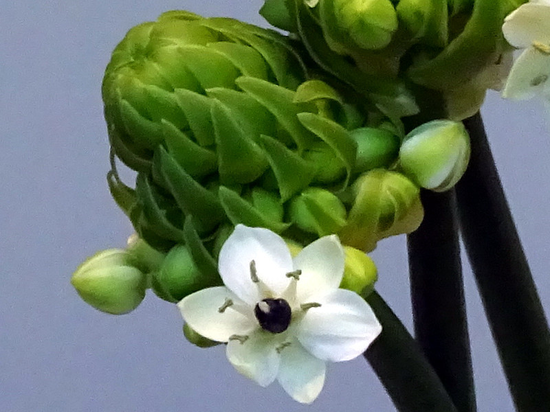 Ornithogalum arabicum