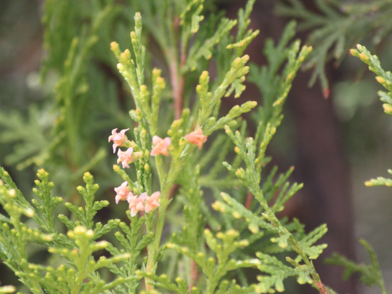 コノテガシワ Platycladus Orientalis かぎけん花図鑑