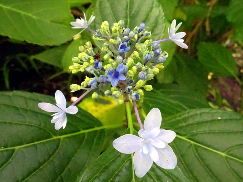 山紫陽花　'伊豆の華'