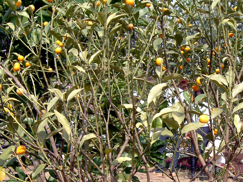 Meiwa kumquat