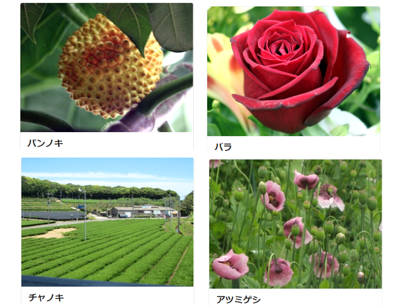 薔薇