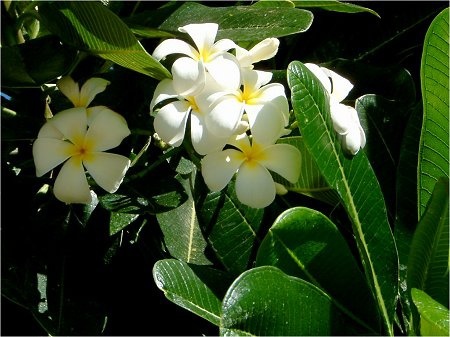 Plumeria