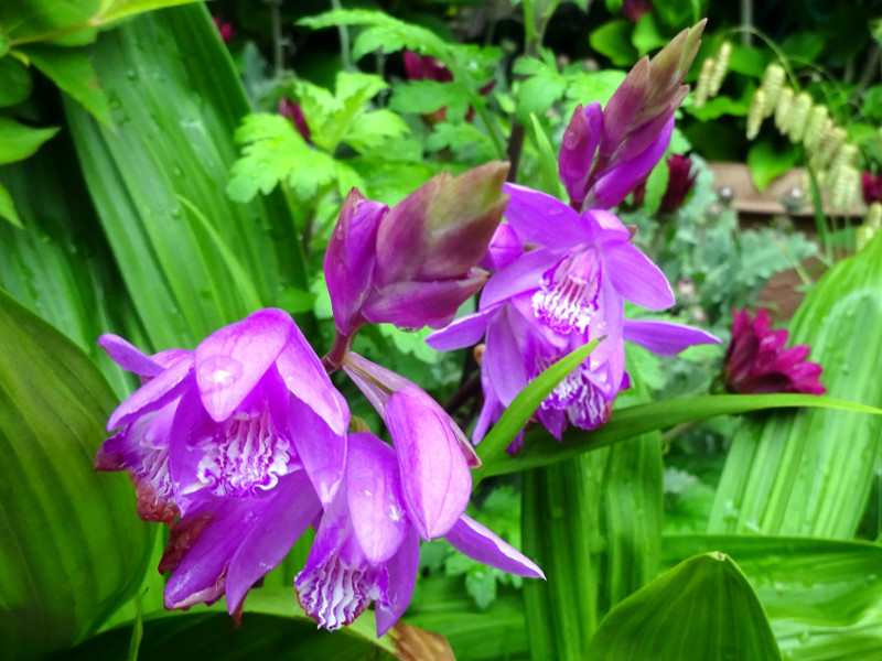 Bletilla striata 