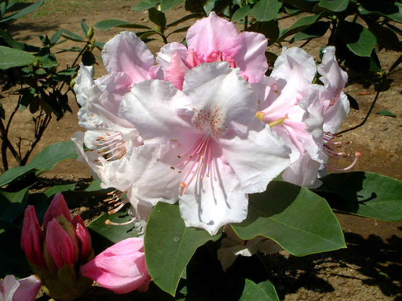 Rhododendron