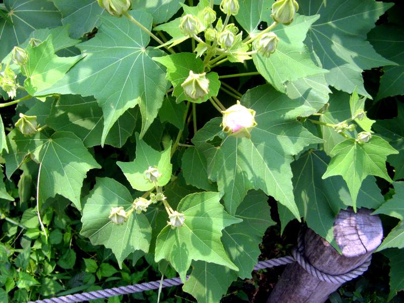 Hibiscus mutabilis