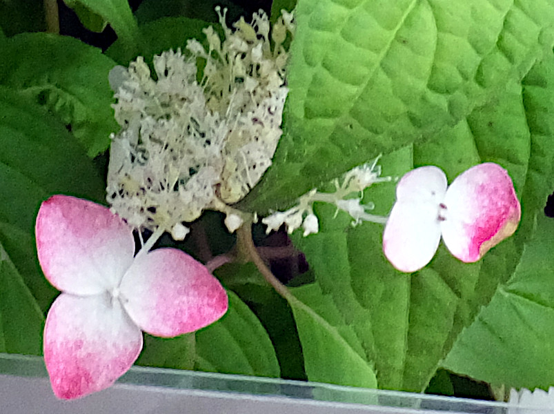 Hydrangea serrata