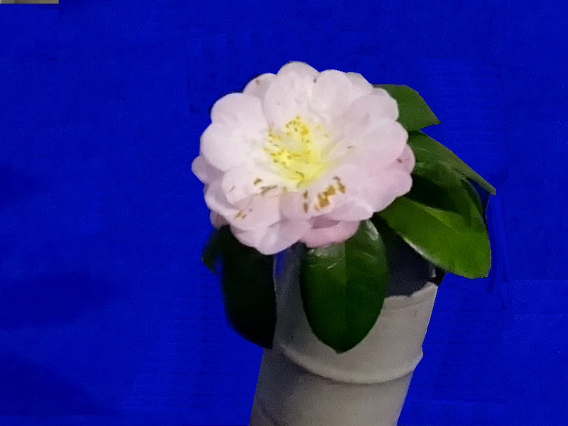 椿 '春曙紅' | Camellia japonica ''syun-syokkou''