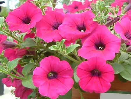 Petunia 'Kirin Wave Purple'