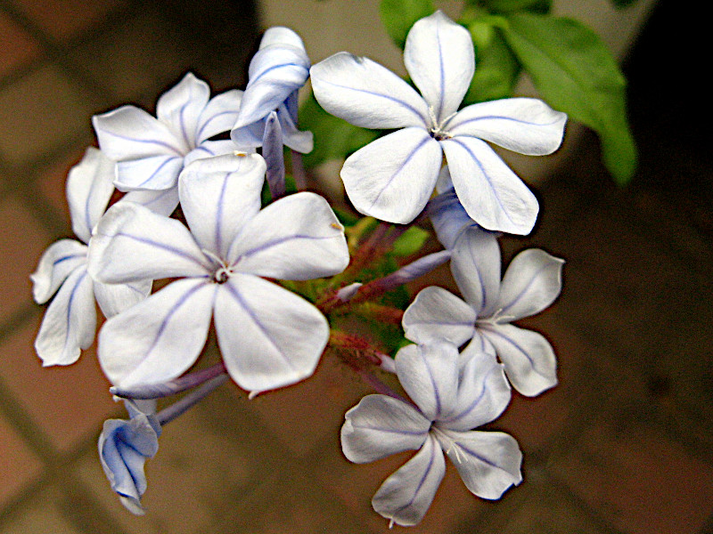 Plumbago auriculata