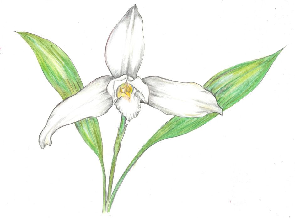 Top 152+ national flower drawing - seven.edu.vn