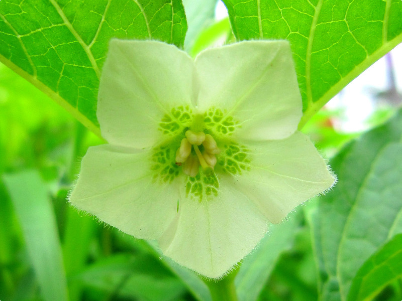 7月8日の誕生花 鬼灯 グァバ カンパニュラ 科技研花图画书