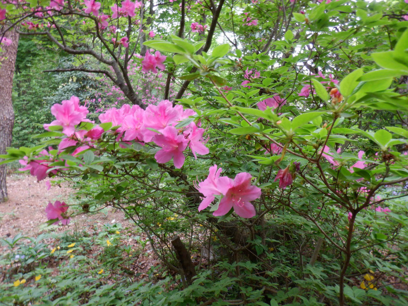 Rhododendron transiens