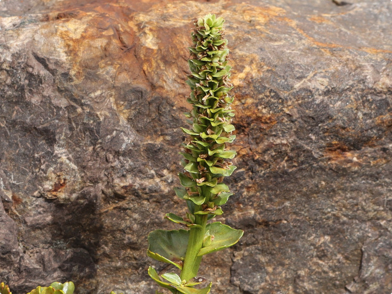 Lagotis glauca