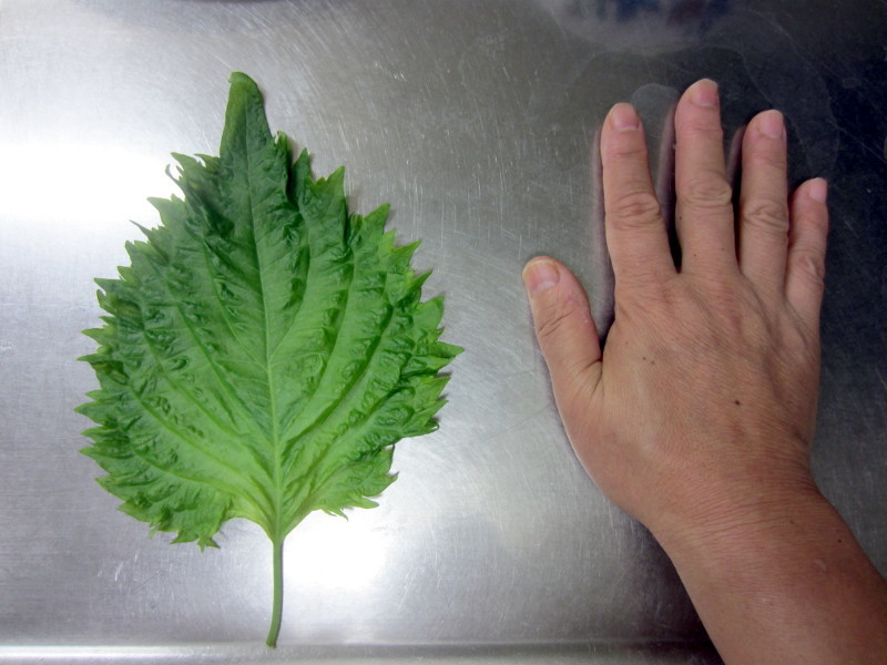 シソ Perilla Frutescens Var Crispa かぎけん花図鑑