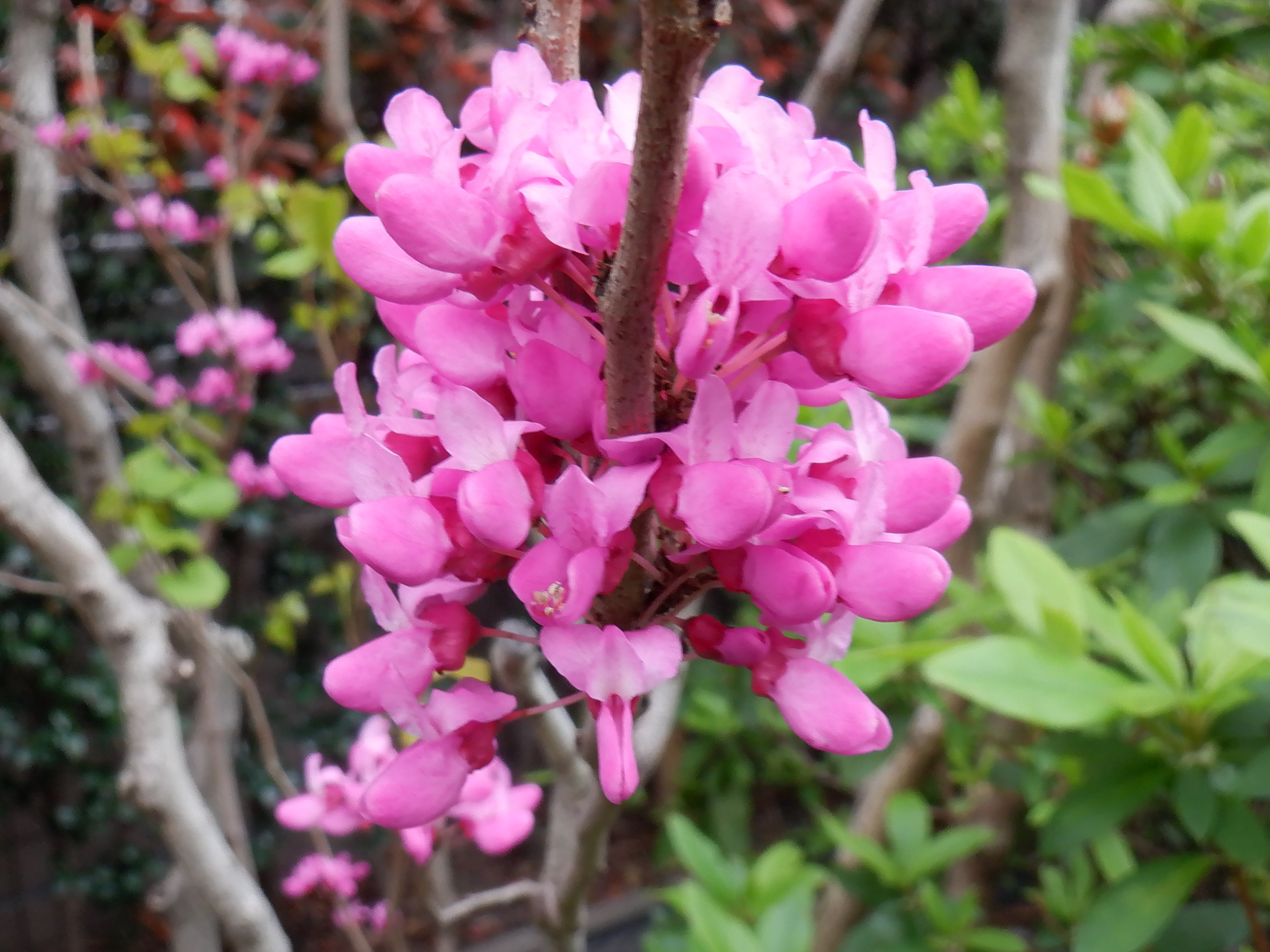 Cercis chinensis