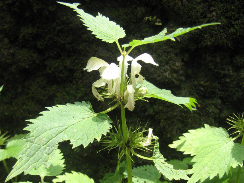 短柄野芝麻 Lamium Album L Var Barbatum 科技研花图画书