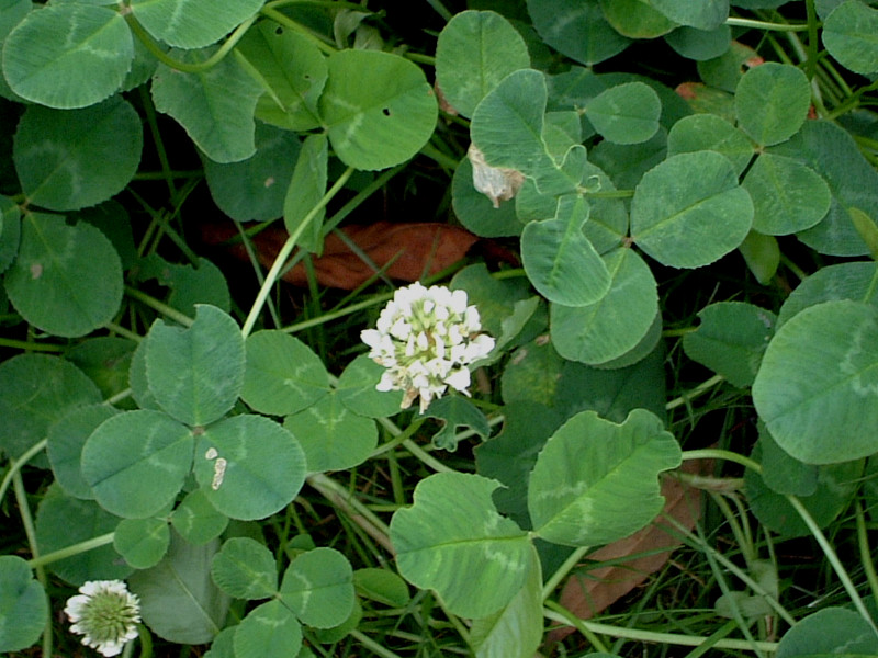 Trifolium repens