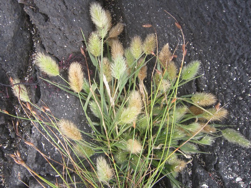 Setaria pachystachys