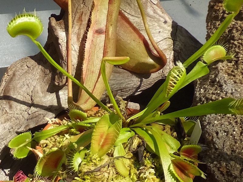 ハエトリグサ Dionaea Muscipula かぎけん花図鑑