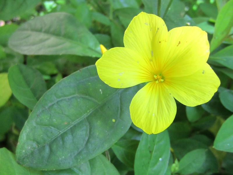 石海椒 Reinwardtia Indica 科技研花图画书