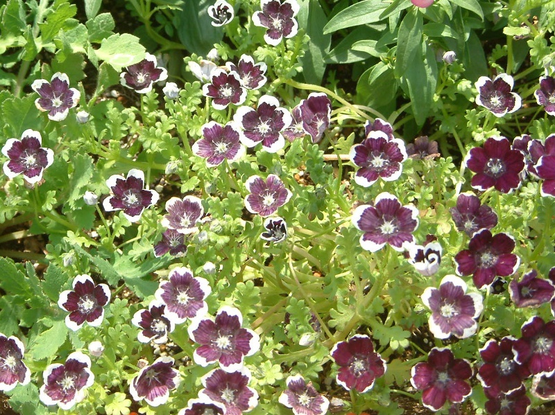 ネモフィラ メンジージー ペニーブラック Nemophila Menziesii Var かぎけん花図鑑