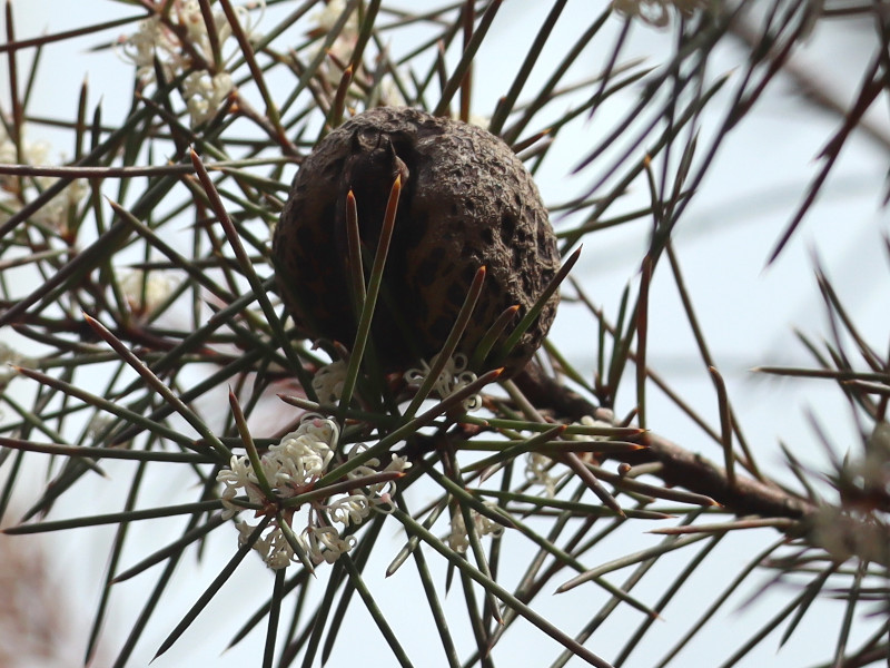 ハケア・セリケア