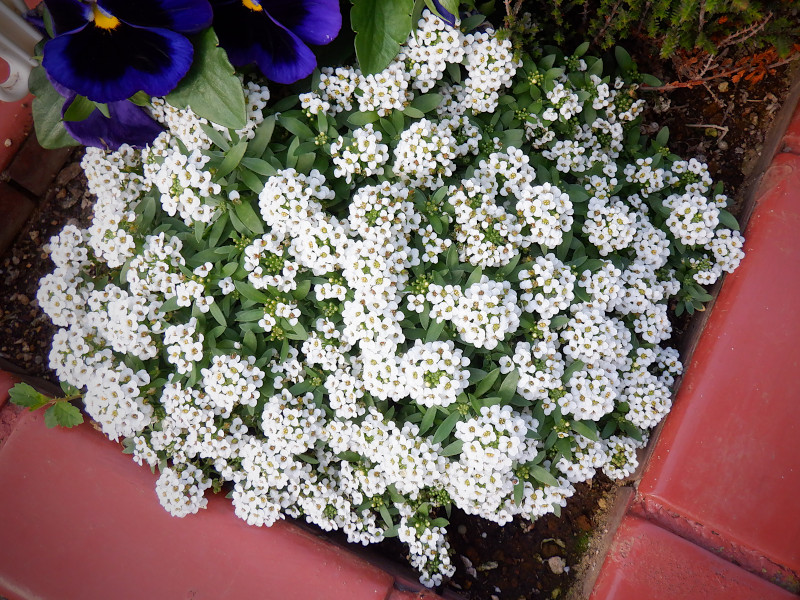 Alyssum