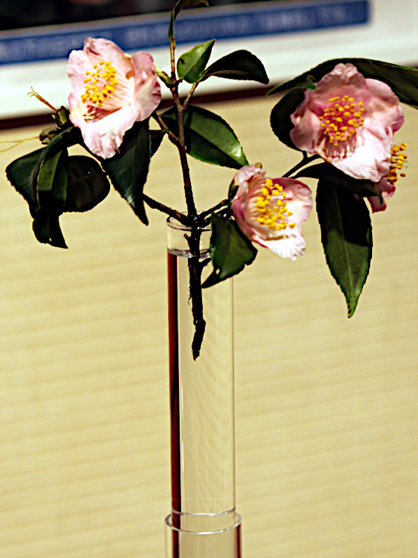 Camellia Dave's Weeper