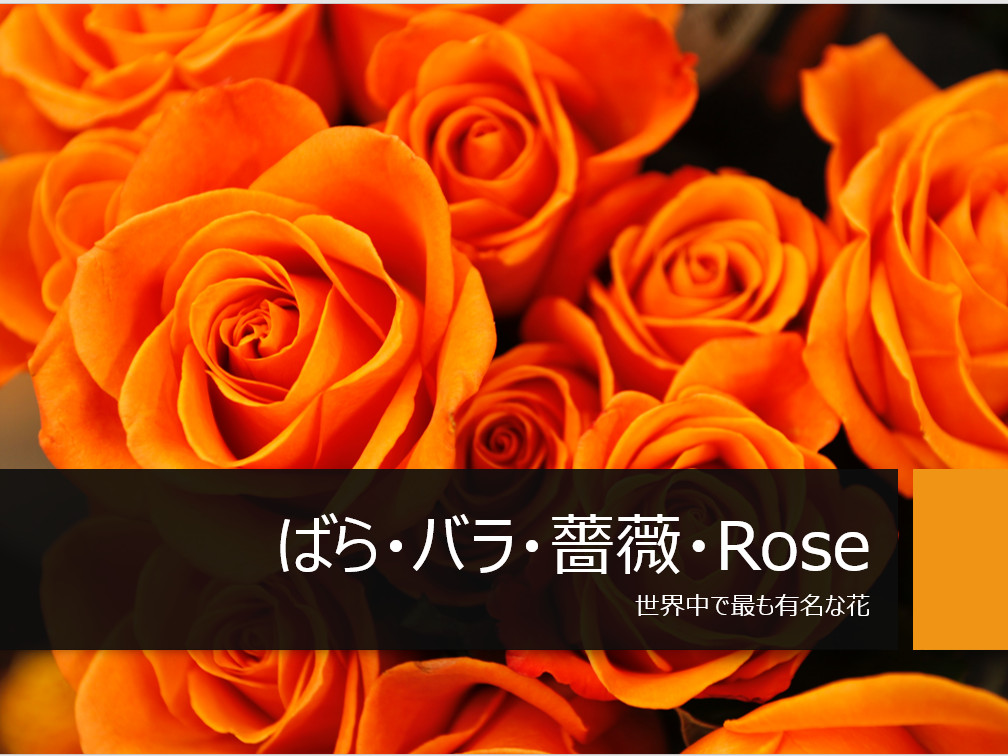 Rose（ばら・バラ・薔薇・ローズ）