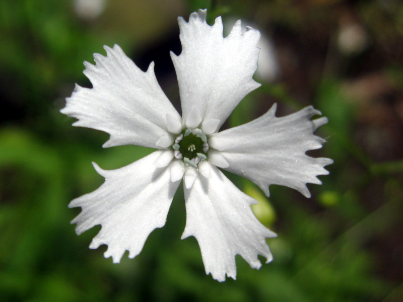 剪秋罗 Lychnis Gracillima 科技研花图画书