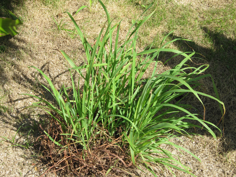 レモングラス Cymbopogon Citratus かぎけん花図鑑