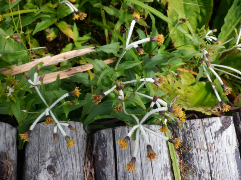 Arnica mallatopus