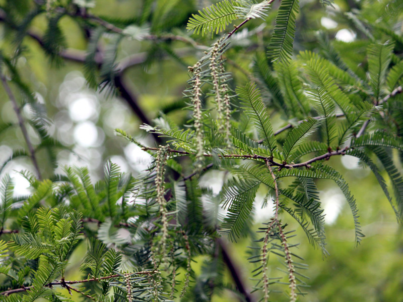 メタセコイア Metasequoia Glyptostroboides かぎけん花図鑑