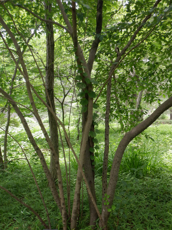 Lindera glauca