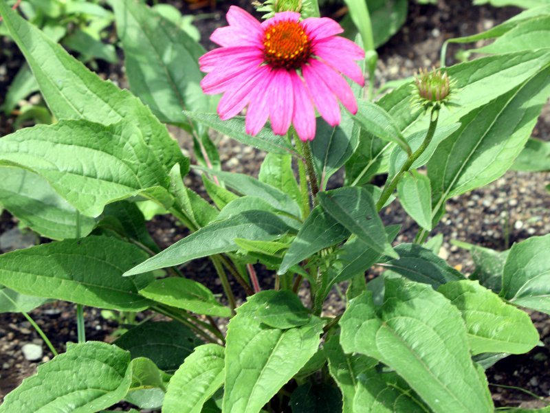 echinacea purpurea leaf