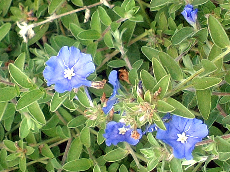 エボルブルス Evolvulus Pilosus かぎけん花図鑑