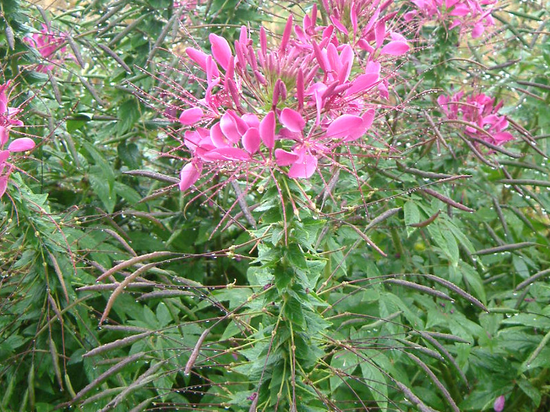 クレオメ Cleome Hassleriana かぎけん花図鑑