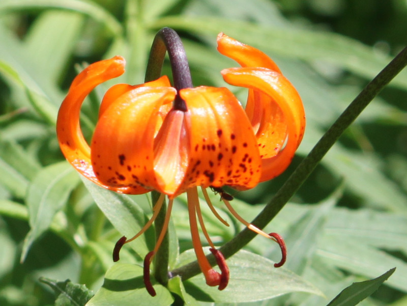 クルマユリ Lilium Medeoloides かぎけん花図鑑